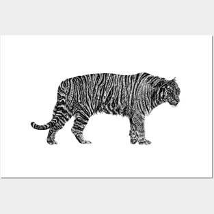 Amur tiger illustration Posters and Art
